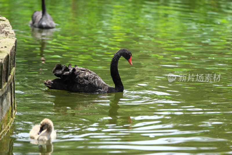 成都文化公园的黑天鹅