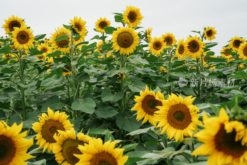 北京温榆河公园向日葵花田