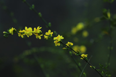 春天的迎春花，小黄花，黄色小花