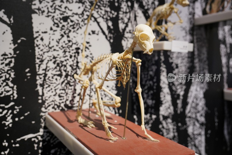 环尾狐猴骨骼标本