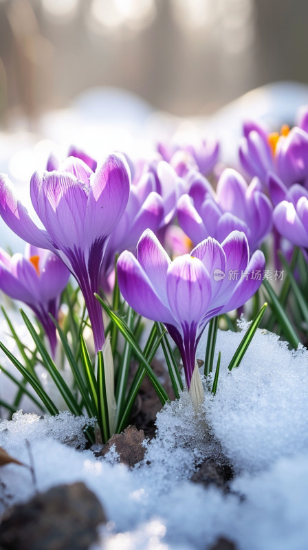 雪地里绽放的紫色番红花