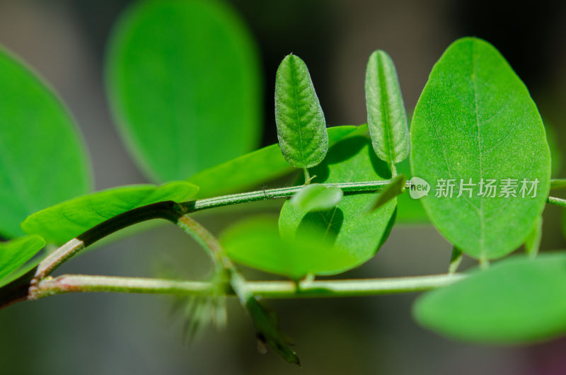 特写绿色植物枝叶