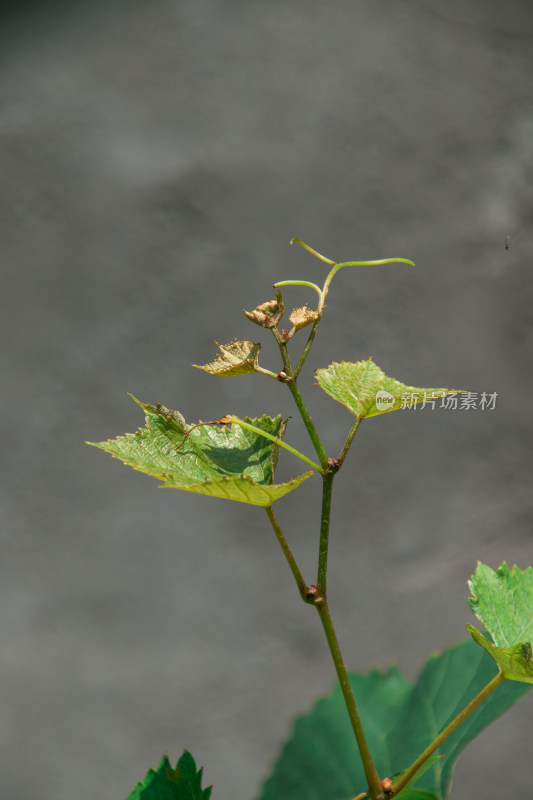 葡萄藤曼嫩芽