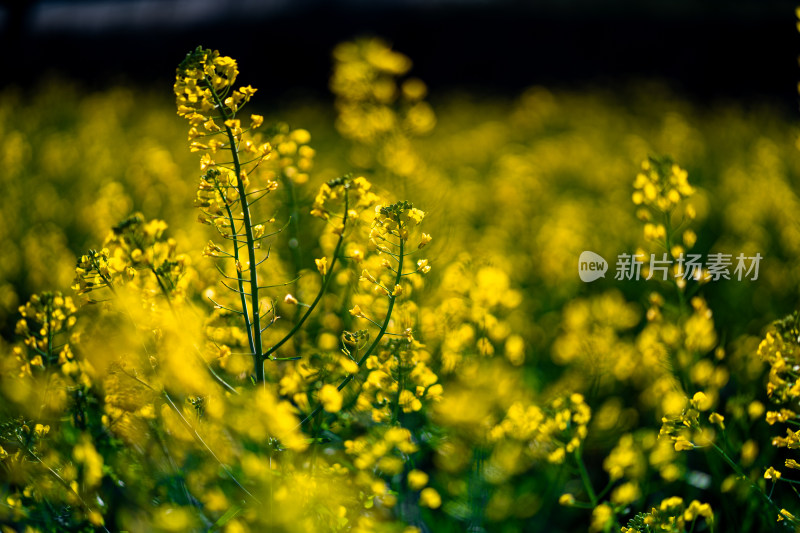 春天油菜花盛开