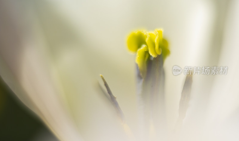 郁金香 花 爱 高贵