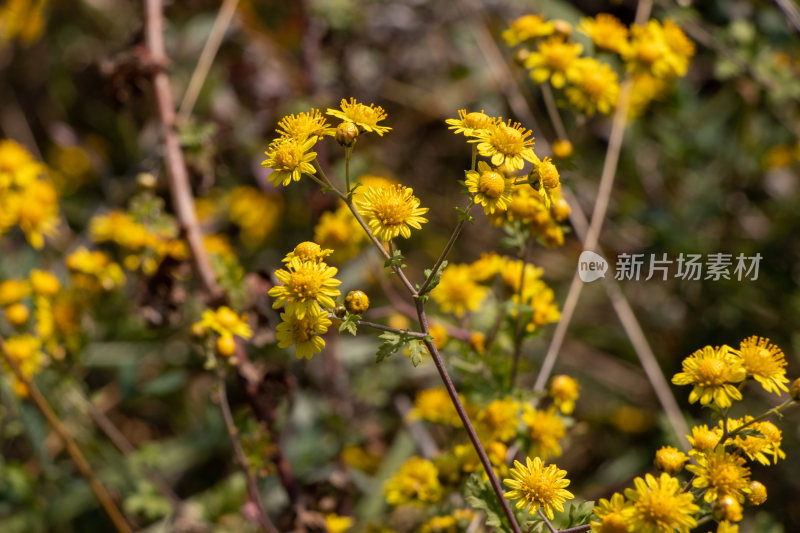 秋天野菊花