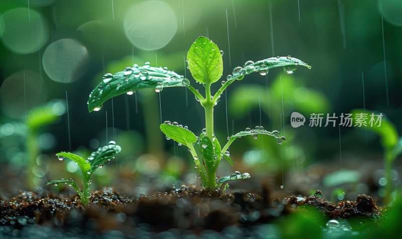 小雨嫩芽雨露滋润幼苗春天清新水滴背景