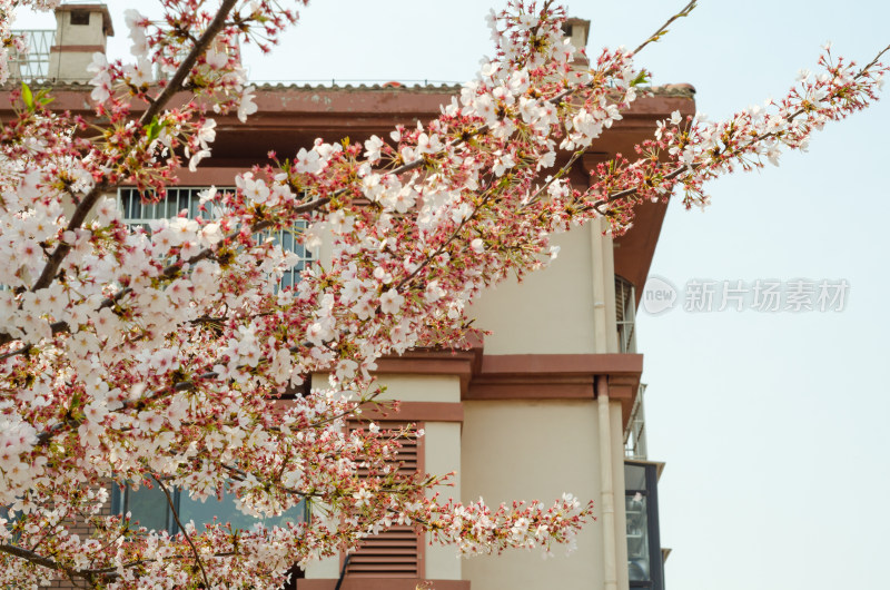 青岛樱花小镇，樱花盛开