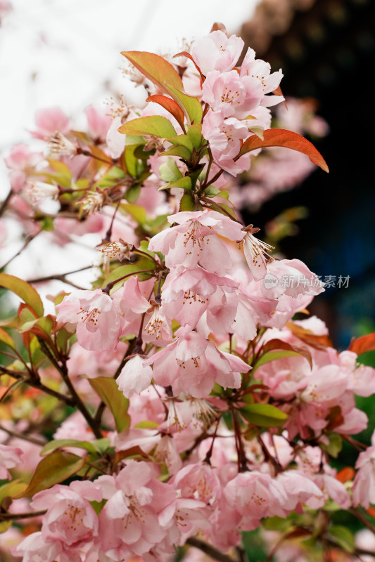 北京北海公园樱花