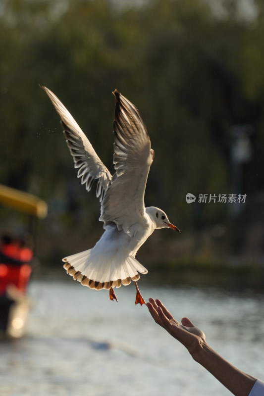 游客大观楼喂食飞翔中的海鸥