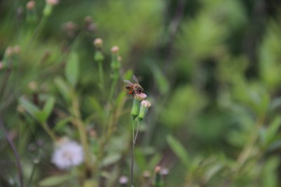 广东东莞：蜜蜂采蜜