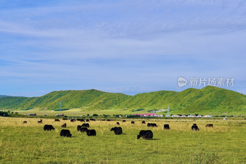 高原草原牧场牦牛