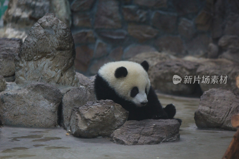 成都大熊猫繁育研究基地室内的熊猫宝宝