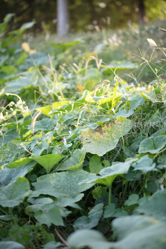 南瓜秧里金黄色的南瓜花