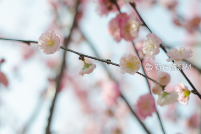 几枝榆叶梅花枝特写