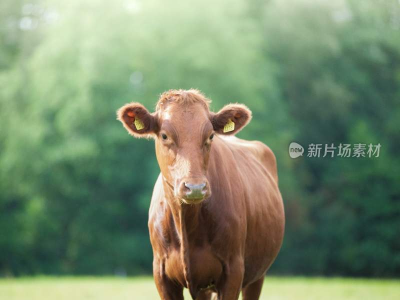 野生动物园野牛奶牛