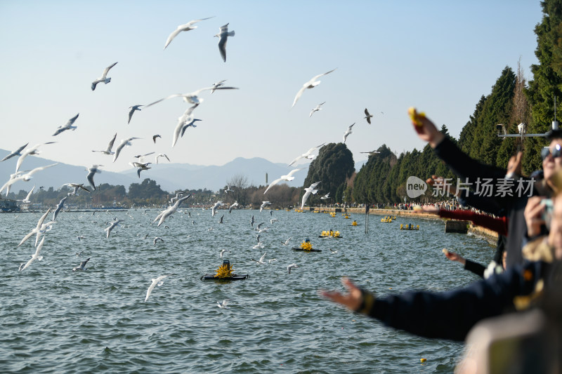 湿地公园  海鸥飞翔  鸟群飞翔