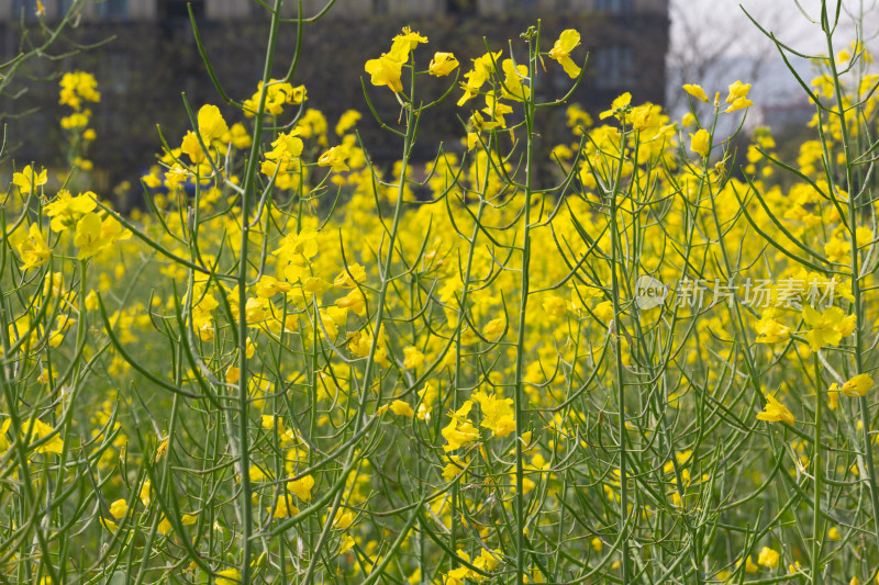 美丽的黄色油菜花田近景特写