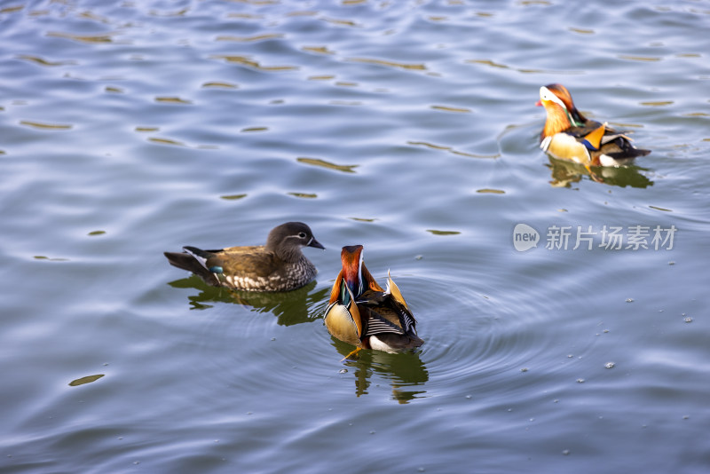 杭州西湖鸳鸯