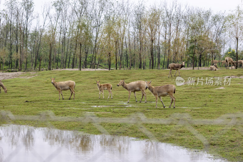 江苏盐城野生生态麋鹿麋鹿园