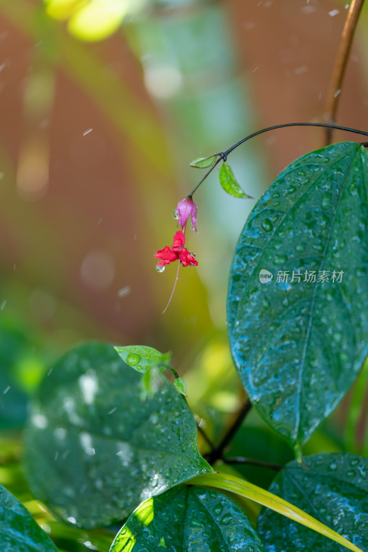 盛开的龙吐珠花