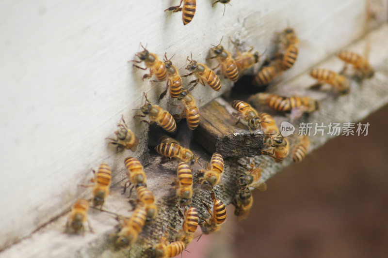 蜜蜂在蜂巢周围活动的近景画面