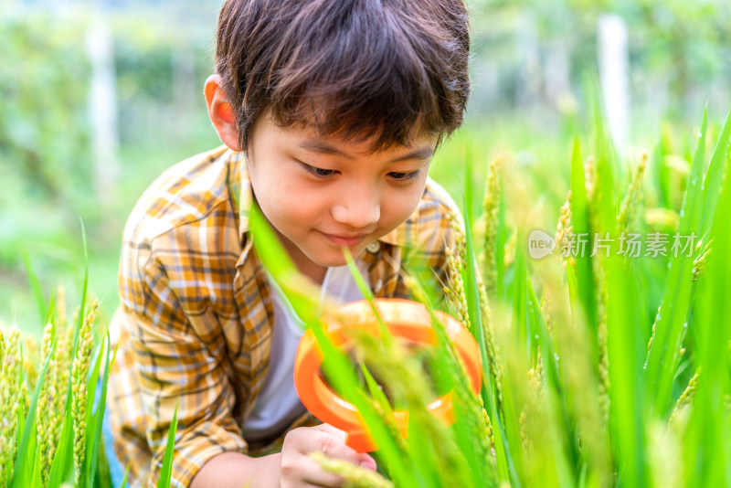 小男孩拿着放大镜观察植物