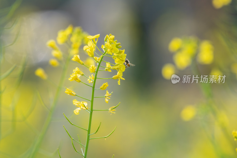 春天油菜花和蜜蜂