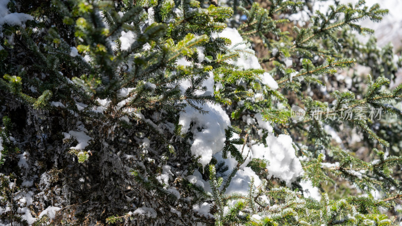 四川甘孜海螺沟冬季森林植被的雪景