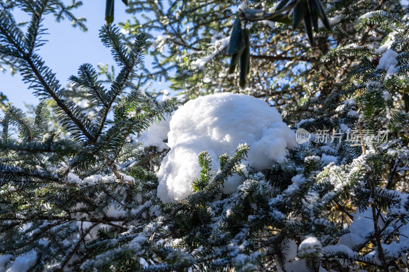 四川甘孜海螺沟冬季森林植被的雪景