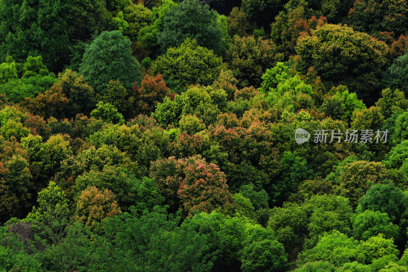 茂盛树林中造型各异的绿植景观