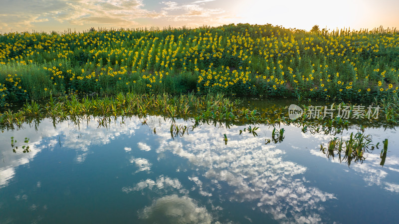 自然风景朝阳照耀下的湖泊向日葵花海