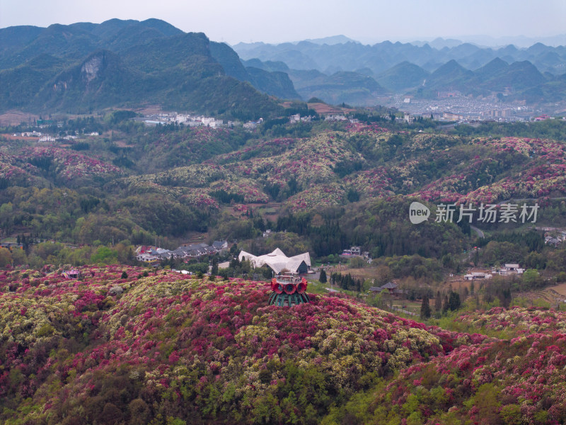 贵州百里杜鹃山间盛开的烂漫杜鹃花