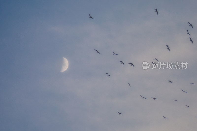 天空中鸟群追逐月亮