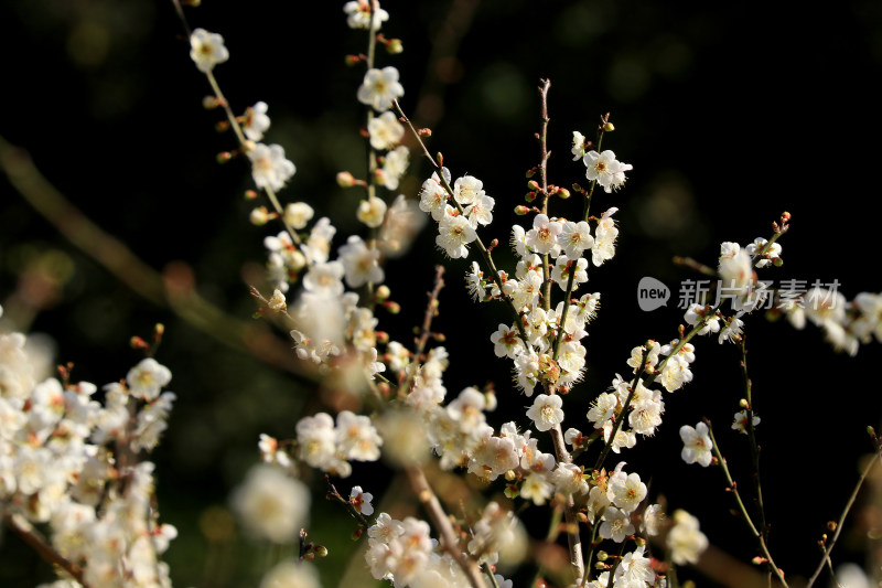 广州白云山的梅花