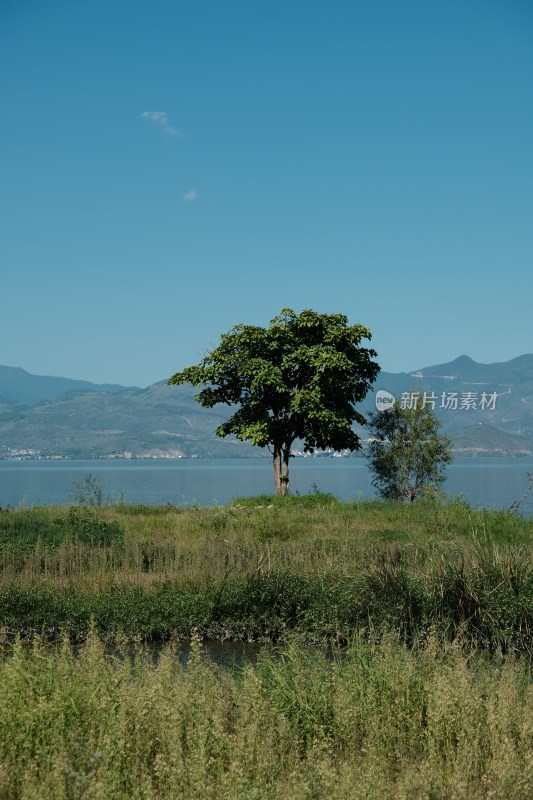 湖边孤树与远山风景