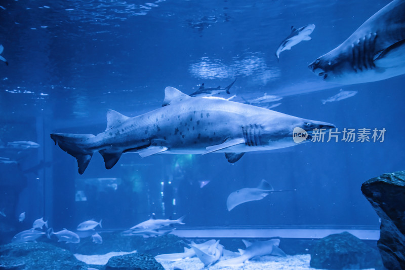 四川成都极地海洋公园水族箱里的鲨鱼