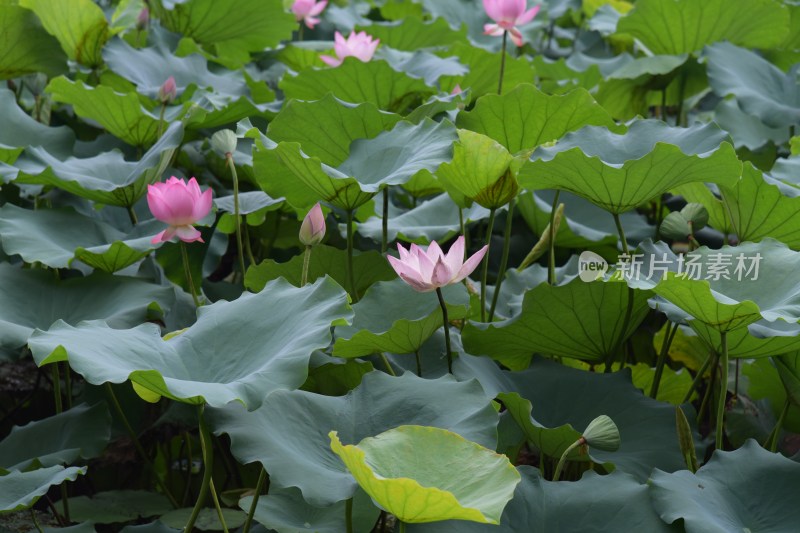 广东东莞：清溪公园荷花盛开