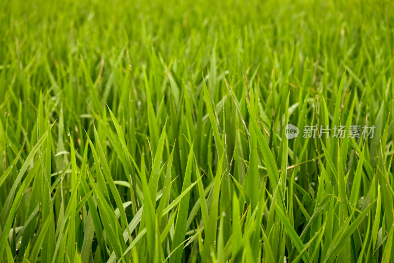夏季带露水的麦水稻田，未成熟的水稻叶