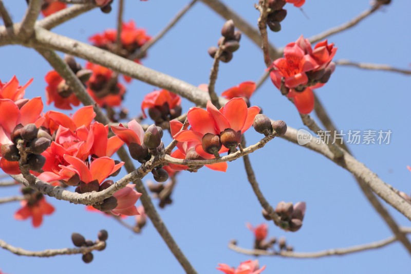 蓝天背景下盛开的木棉花