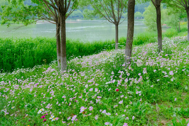 三门峡黄河公园河边的花丛