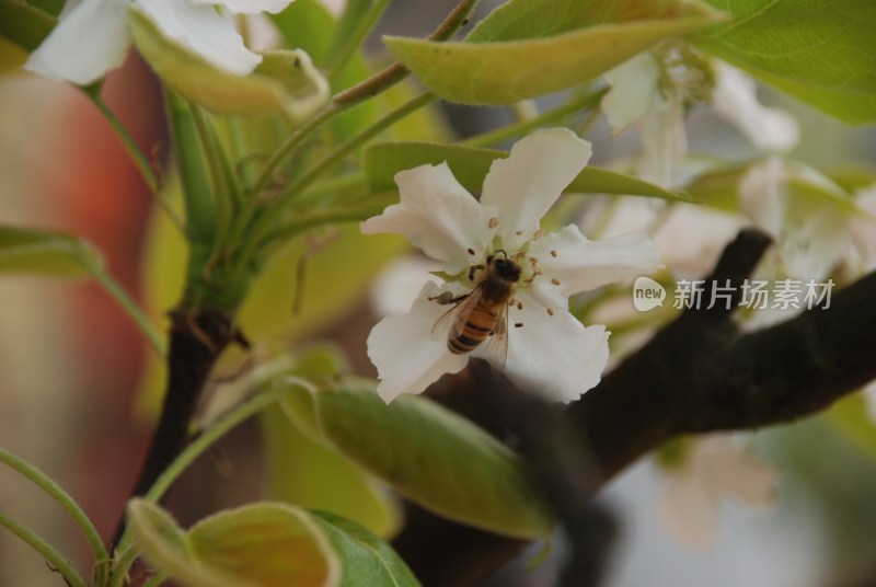 鲜花梨花盛开