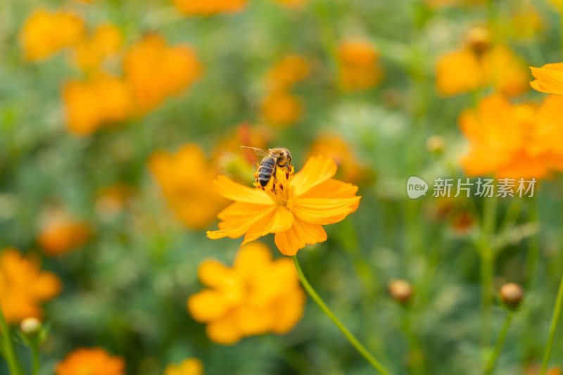 花蕊上的蜜蜂