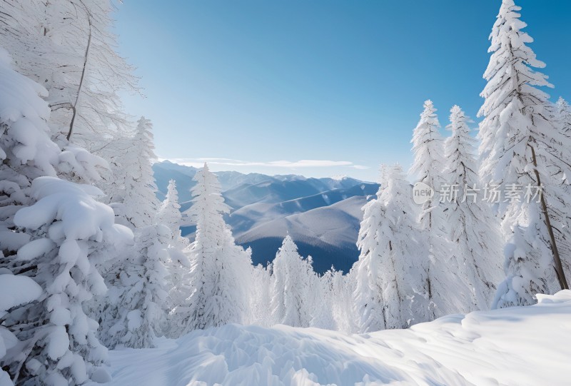 冬季森林白雪覆盖风景