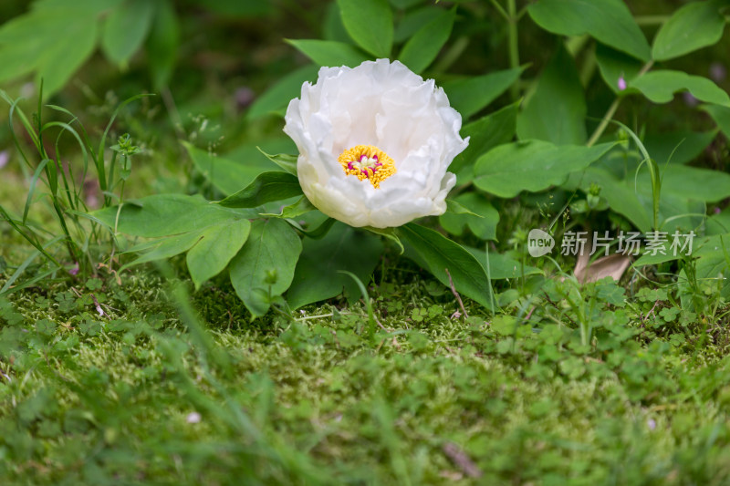 唯美盛开的牡丹花特写