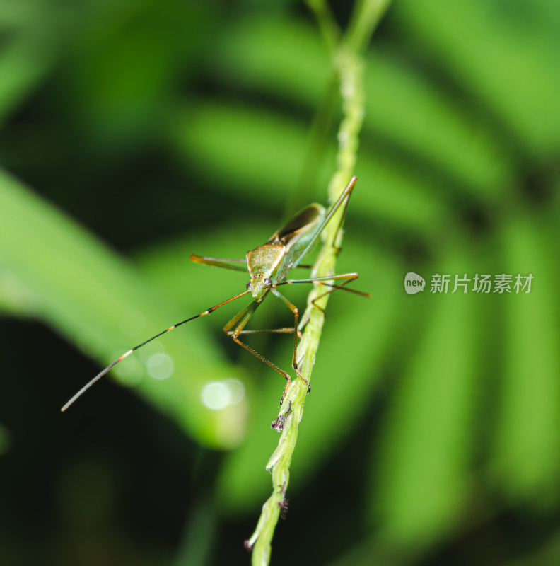 植物茎上的椿象昆虫特写镜头