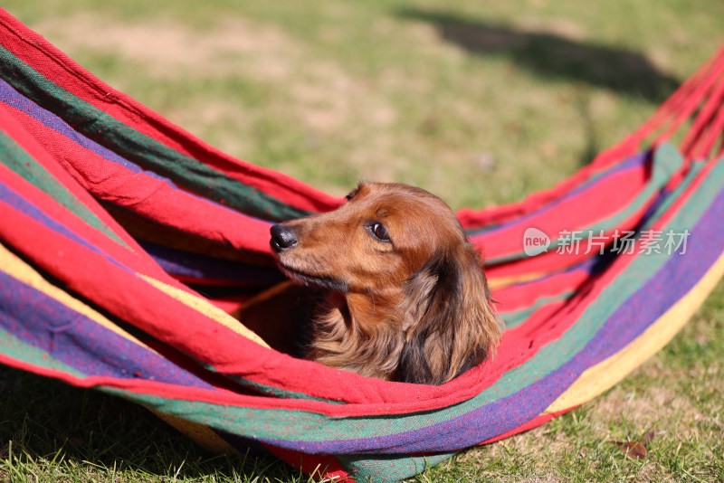 一只在吊床上的长毛腊肠犬