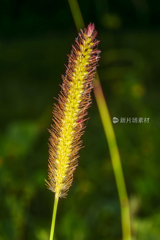 金色狗尾草