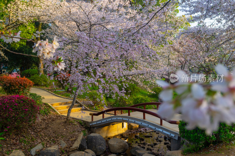 武汉东湖磨山樱花园樱花盛开