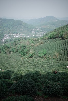 山坡上的整齐茶园景观